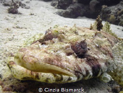 Crocodile's portait 
No crops- No strobes
Papilloculice... by Cinzia Bismarck 